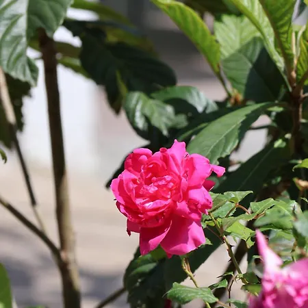 Hébergement de vacances Summer House - Adonis Čitluk