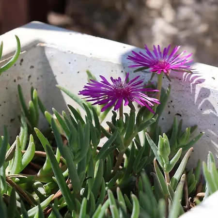 Summer House - Adonis * Čitluk